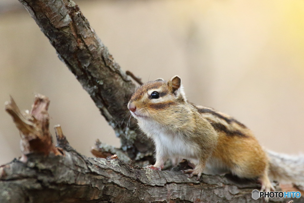 シマリス