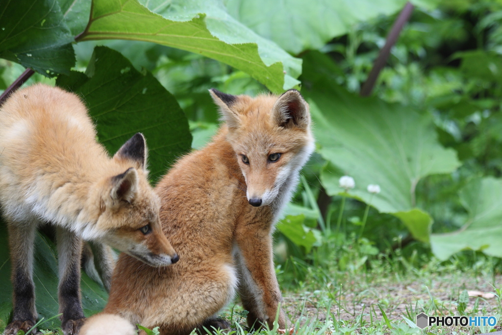 キタキツネの兄弟