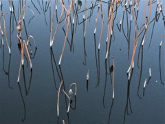 フラミンゴの足