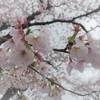 霧雨にかわった頃