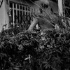 路地裏の風景80 ～垣根の向こう～