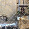 クマさん酸素吸入中