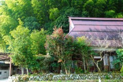 道すがら ～赤い花の木の風景～