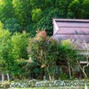 道すがら ～赤い花の木の風景～