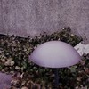 照らす きのこ