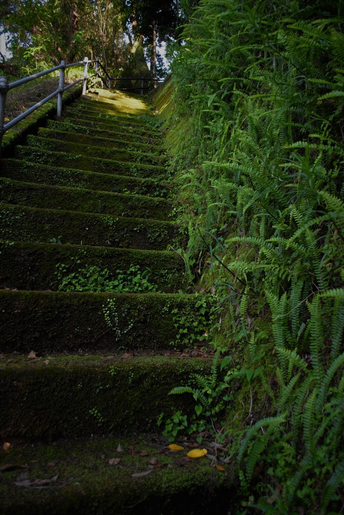 苔むす階段