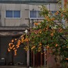 廃屋と柿の木