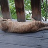 来客 本日も 爆睡中