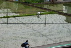 住宅街の田圃の風景