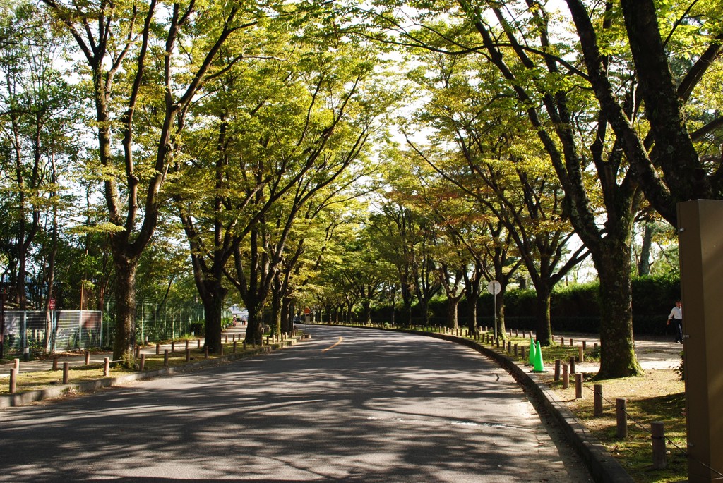 木洩れ日の道 2