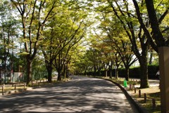 木洩れ日の道 2