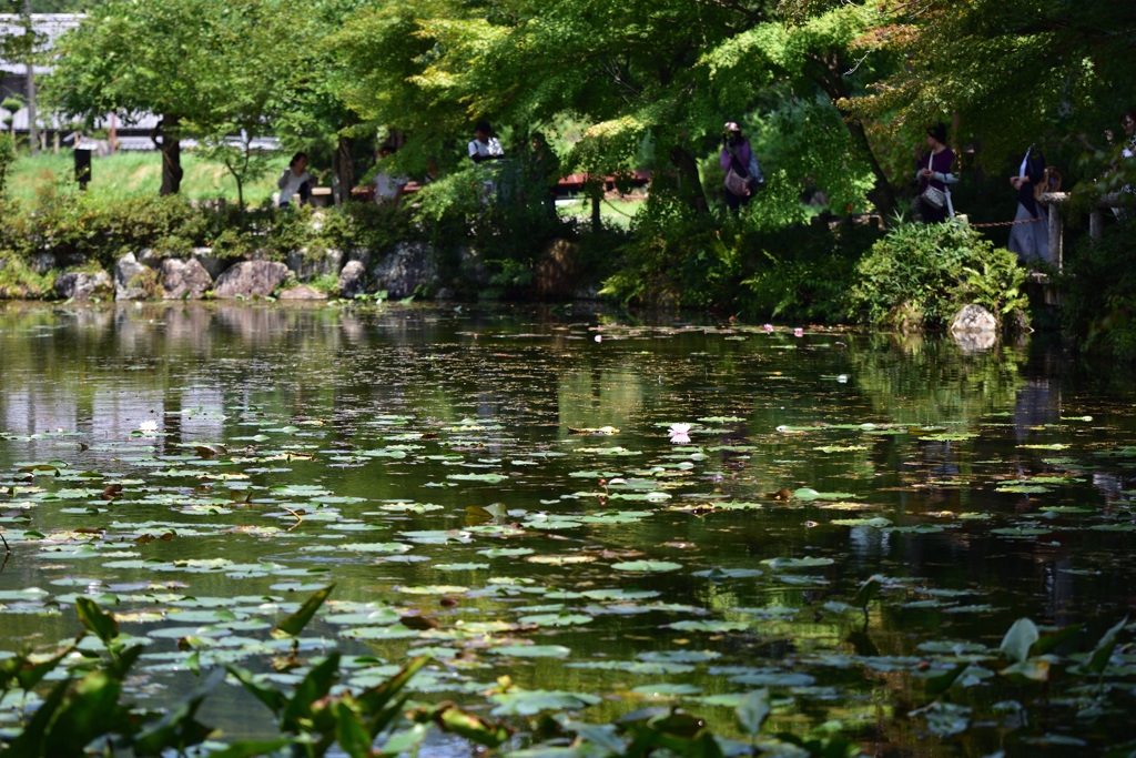 8月のモネの池