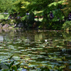 8月のモネの池