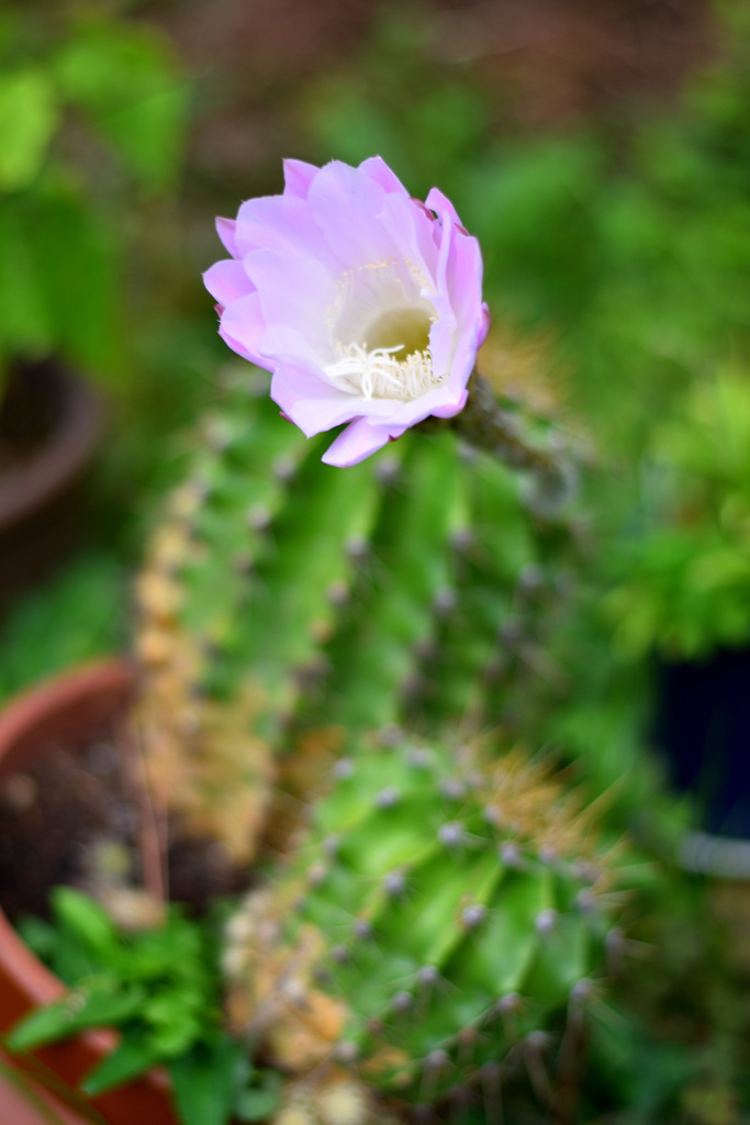 サボテンの花