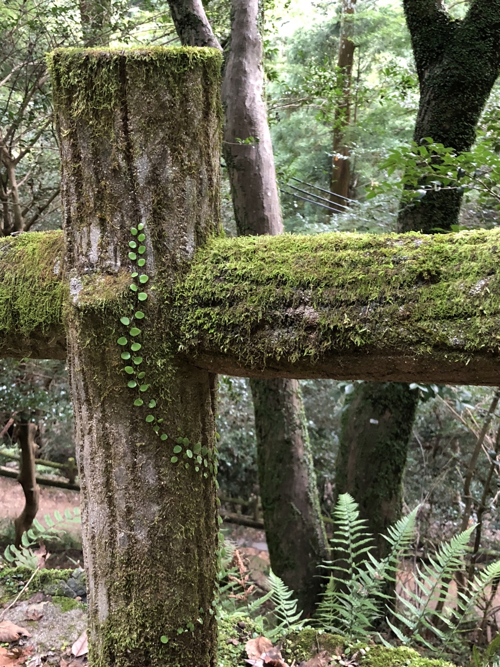 苔の貴婦人？