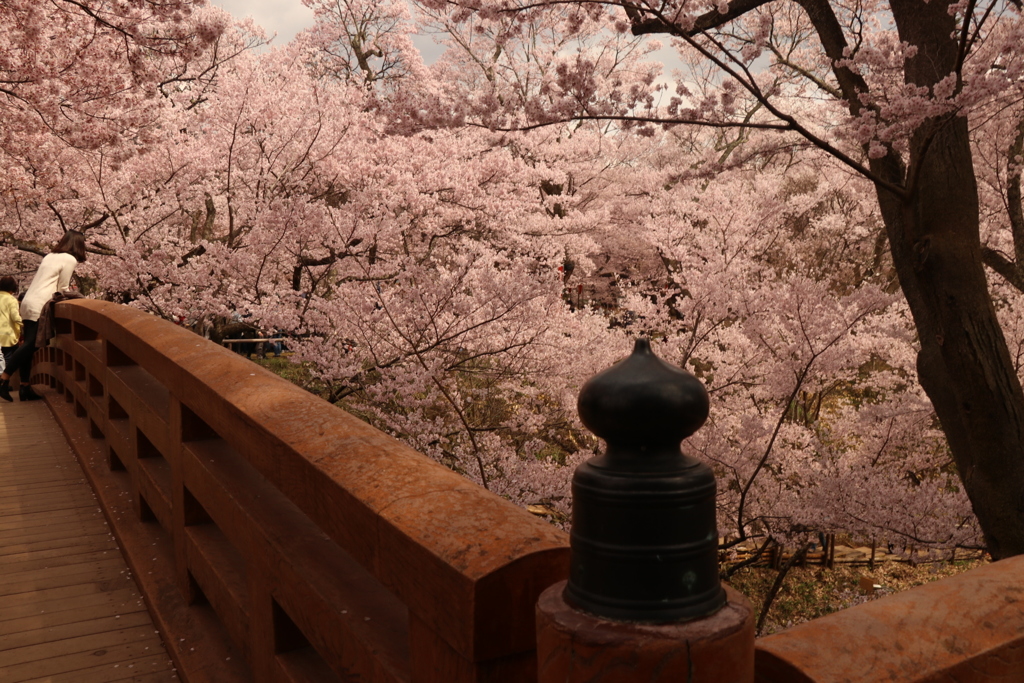 高遠城址公園 橋とさくら