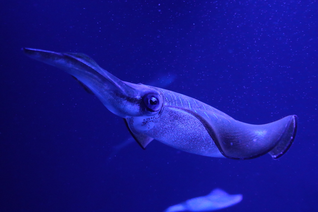 上越市立水族博物館 うみがたり イカちゃん