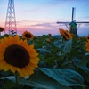 向日葵と風車と夕焼け