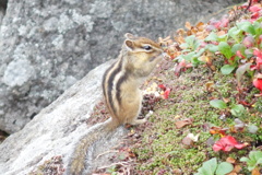 シマリス