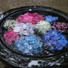 紫陽花の器