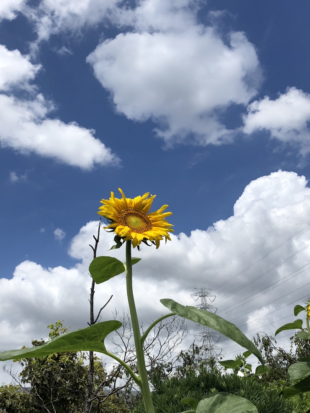 38CF8540-FD91-4589-B0B2-C597D38BC1A6