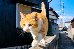ねこ1