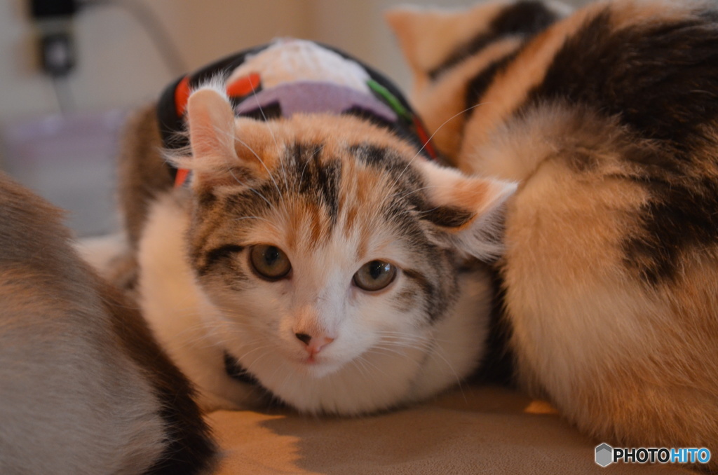 子猫