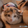 子猫