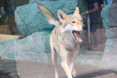 チュウゴクオオカミ2