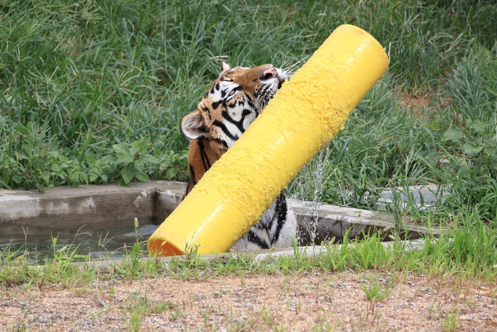 動物園　トラ3