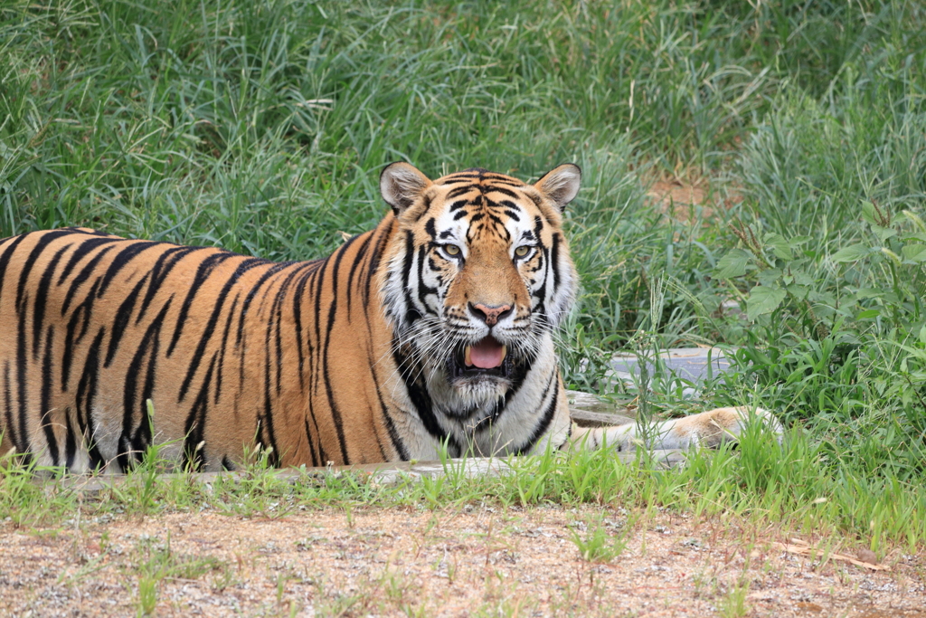 動物園　トラ2