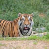 動物園　トラ2