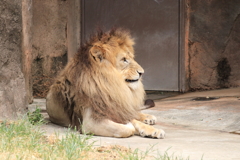 動物園　ライオン