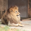 動物園　ライオン