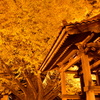 浄善寺の大銀杏