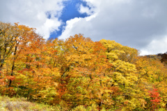 大山の紅葉