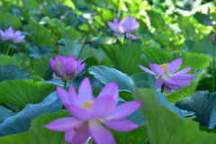 咲き誇る