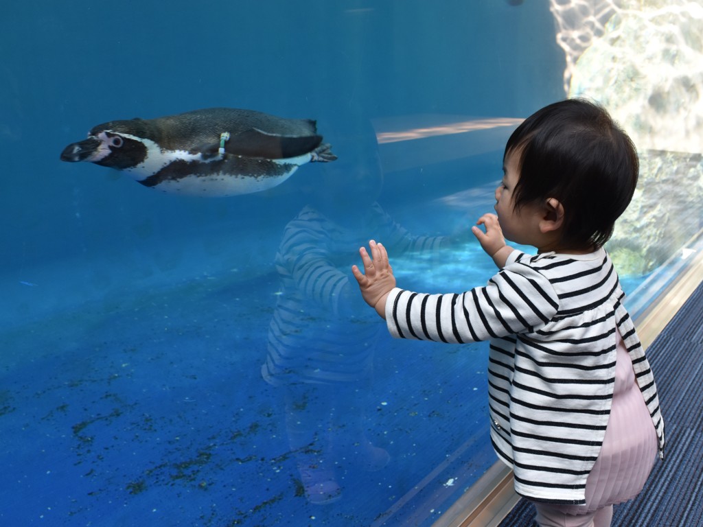 これはなんだ？？？