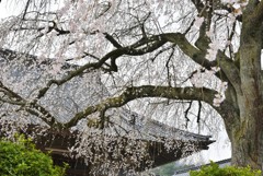 福泉寺の枝垂桜