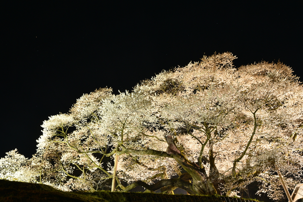 三隅大平桜