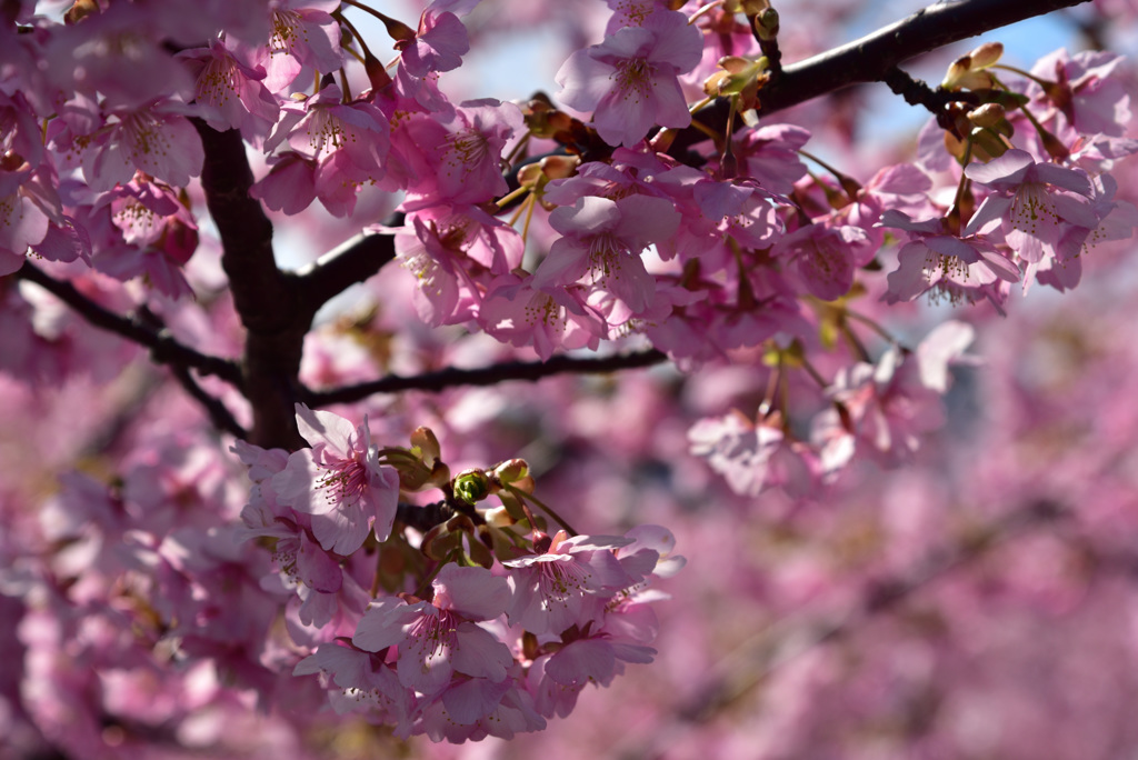 満開の河津桜