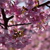 満開の河津桜