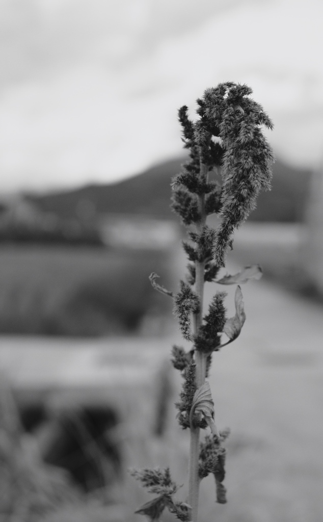 晩夏 - 04