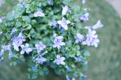 花 - 01
