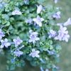 花 - 01