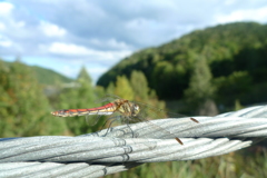 秋の気配