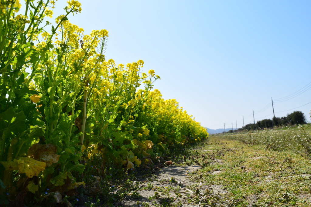 菜の花