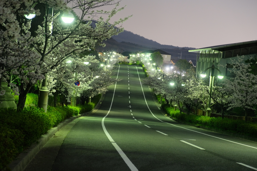 夜桜ロード
