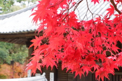 紅葉