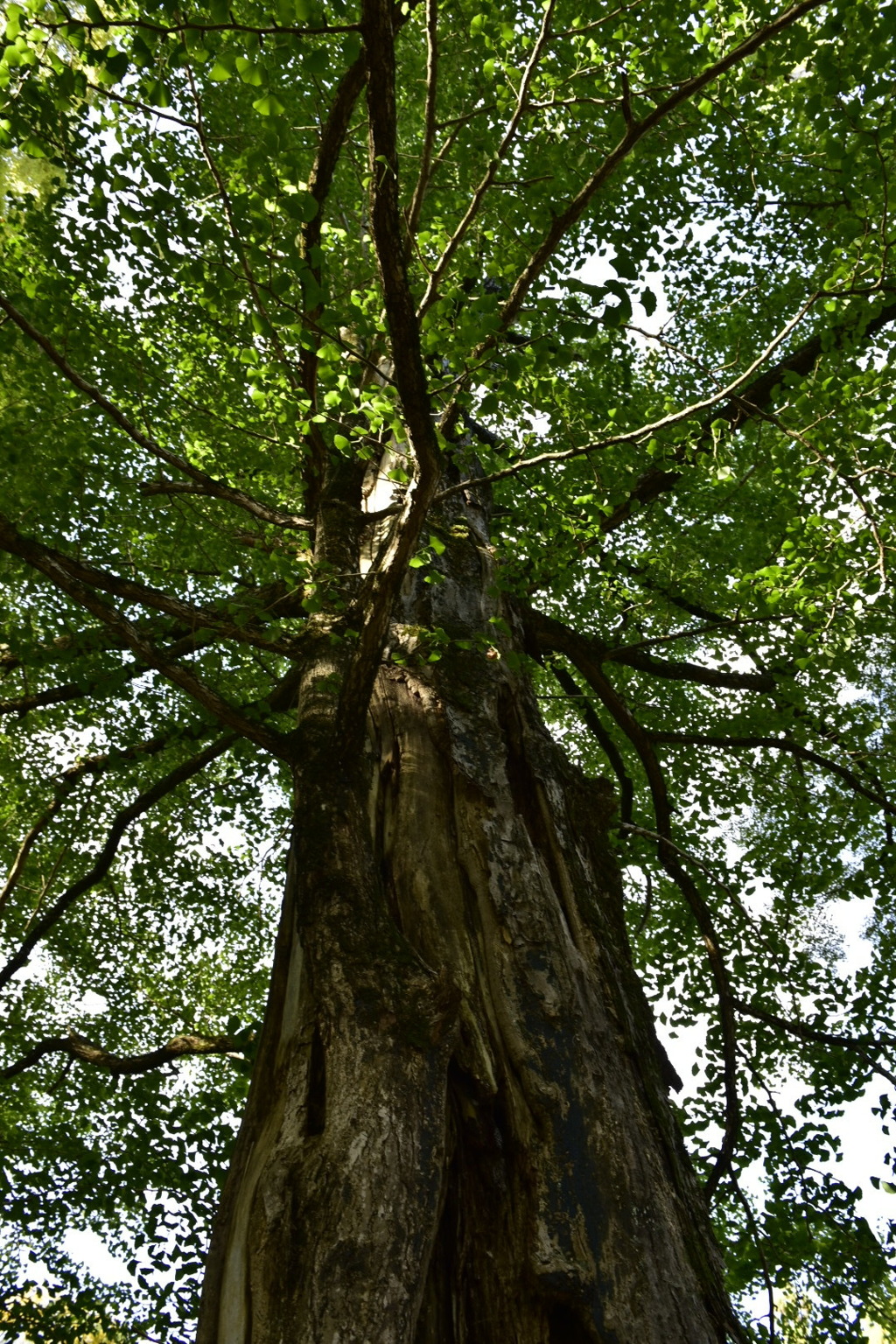 銀杏(慈眼堂にて)